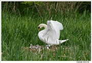 Mute-Swan-nesting-2